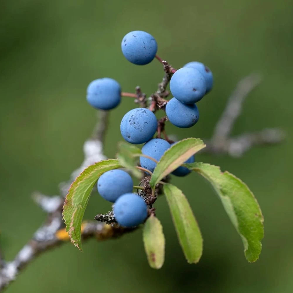 Porumbar, Prunus Spinosa