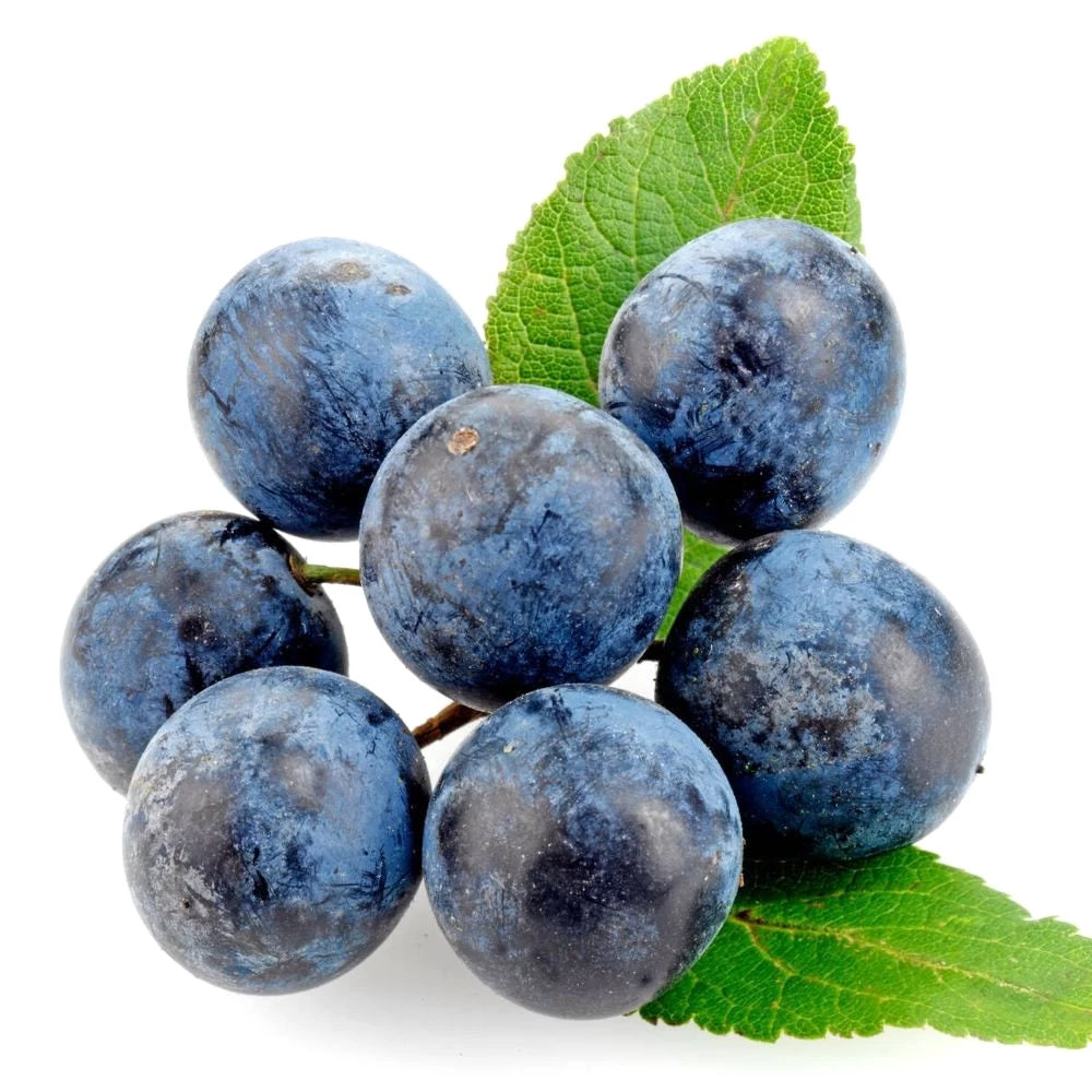 Porumbar, Prunus Spinosa