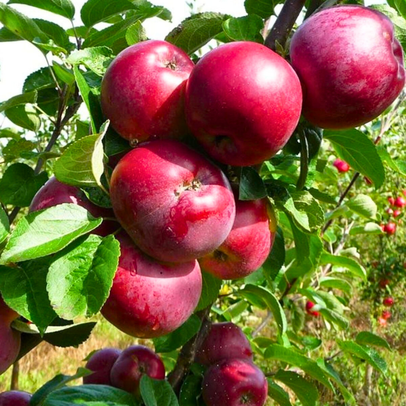 Mar Malinova, Malus Domestica