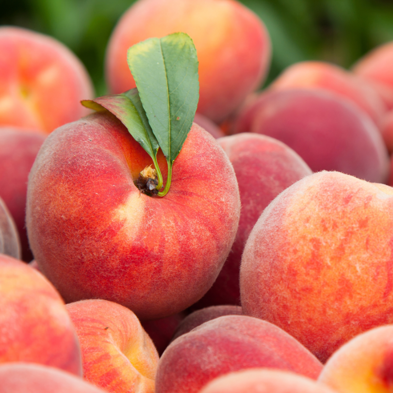 Piersic Impero, Prunus Persica