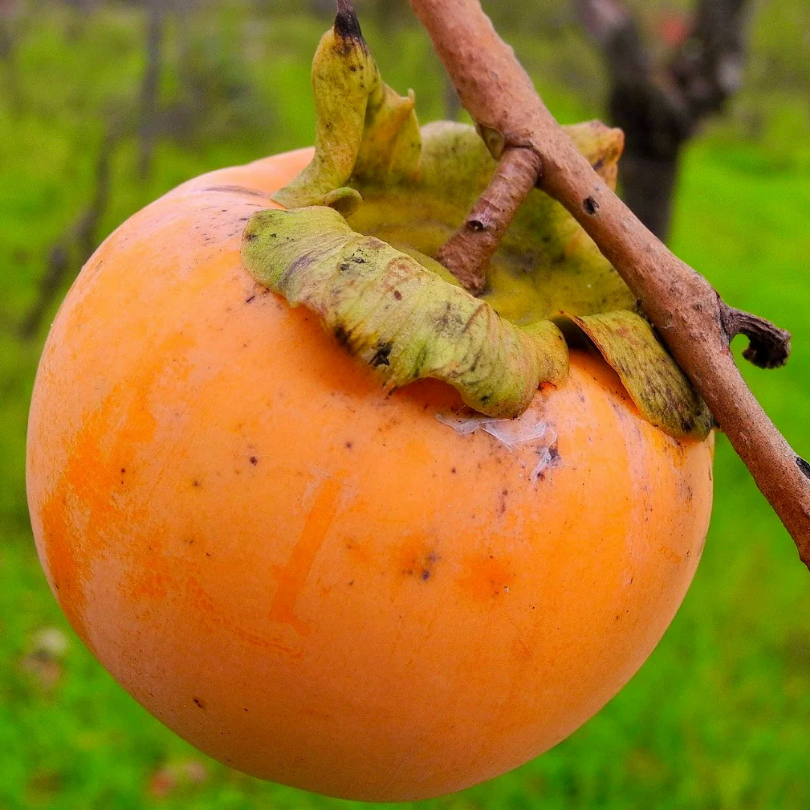 Kaki, Diospyros Kaki