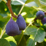 Smochin Sultane, Ficus Carica