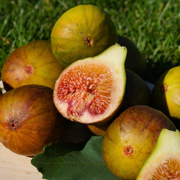 Smochin Madeleine 2 Saisons, Ficus Carica