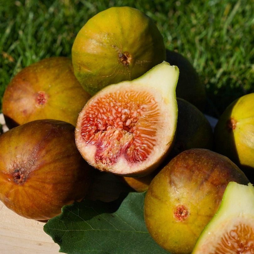 Smochin Madeleine 2 Saisons, Ficus Carica