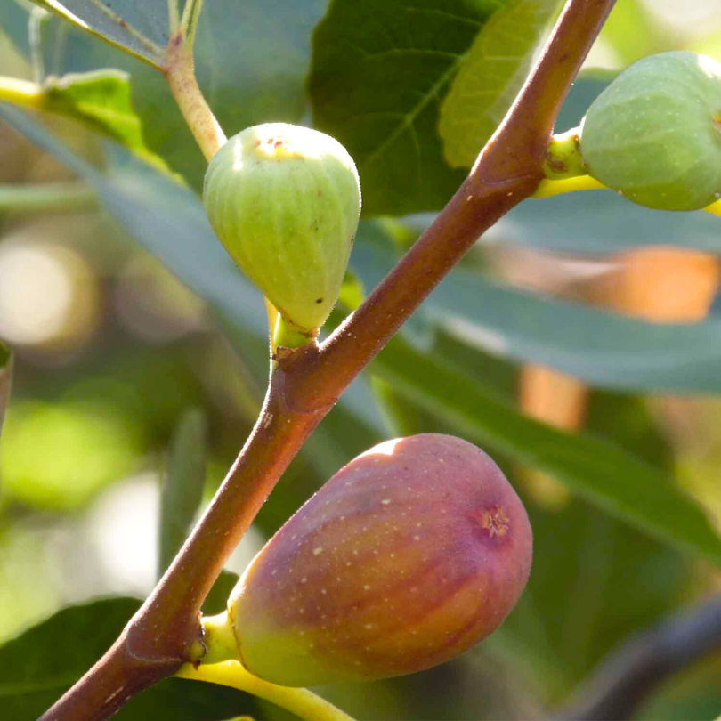 Smochin Lungo del Portogallo, Ficus Carica