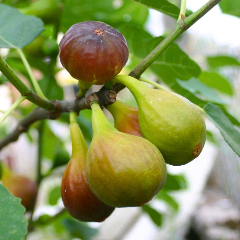 Smochin Lungo del Portogallo, Ficus Carica