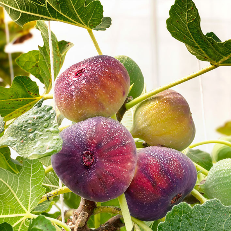 Smochin Little Miss Figgy, Ficus Carica