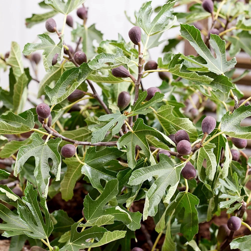 Smochin Little Miss Figgy, Ficus Carica