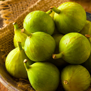 Smochin Janotte, Ficus Carica