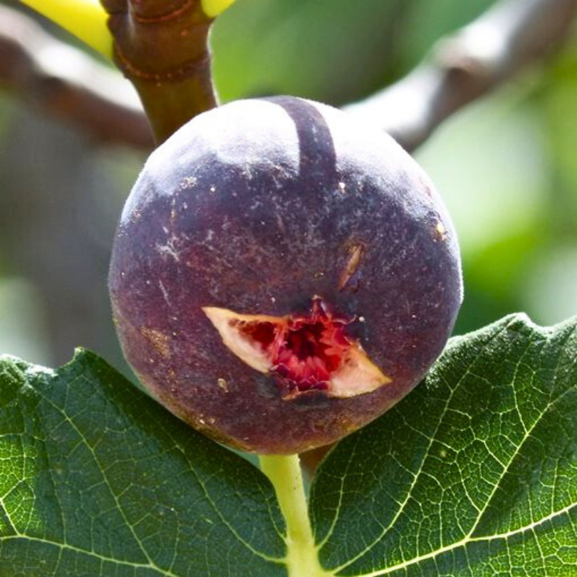 Smochin Francesca, Ficus Carica