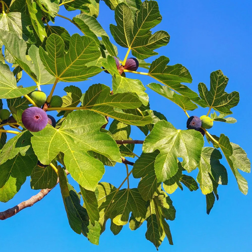 Smochin Francesca, Ficus Carica