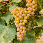 Vita de Vie Sauvignon Blanc, Vitis Vinifera, pentru vin, alb