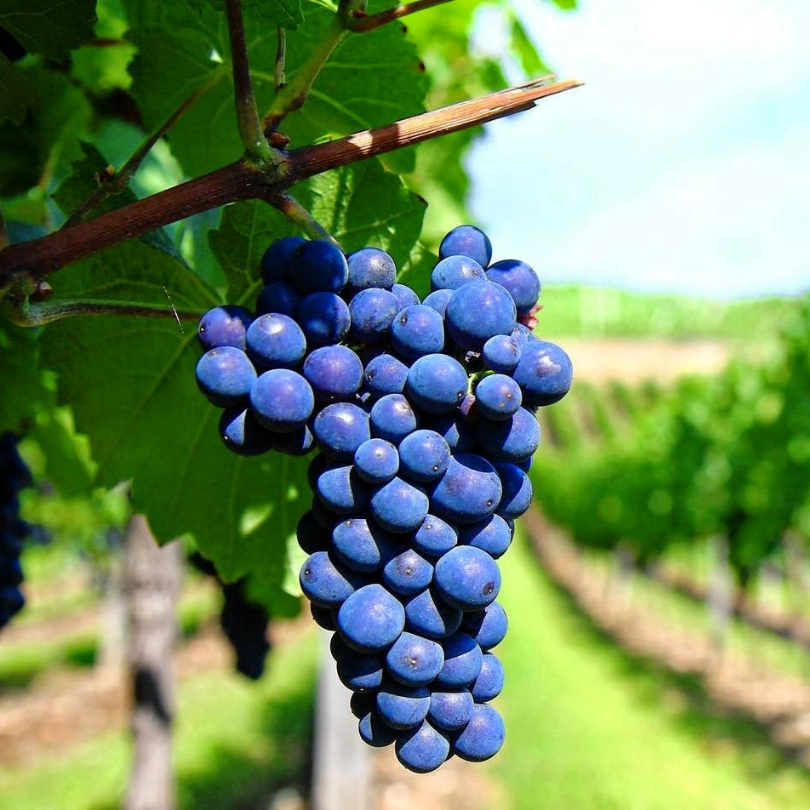 Vita de Vie Sangiovese, Vitis Vinifera, pentru vin, negru