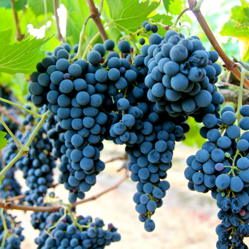 Vita de Vie Sangiovese, Vitis Vinifera, pentru vin, negru