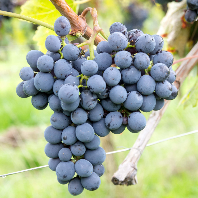 Vita de Vie Sangiovese, Vitis Vinifera, pentru vin, negru