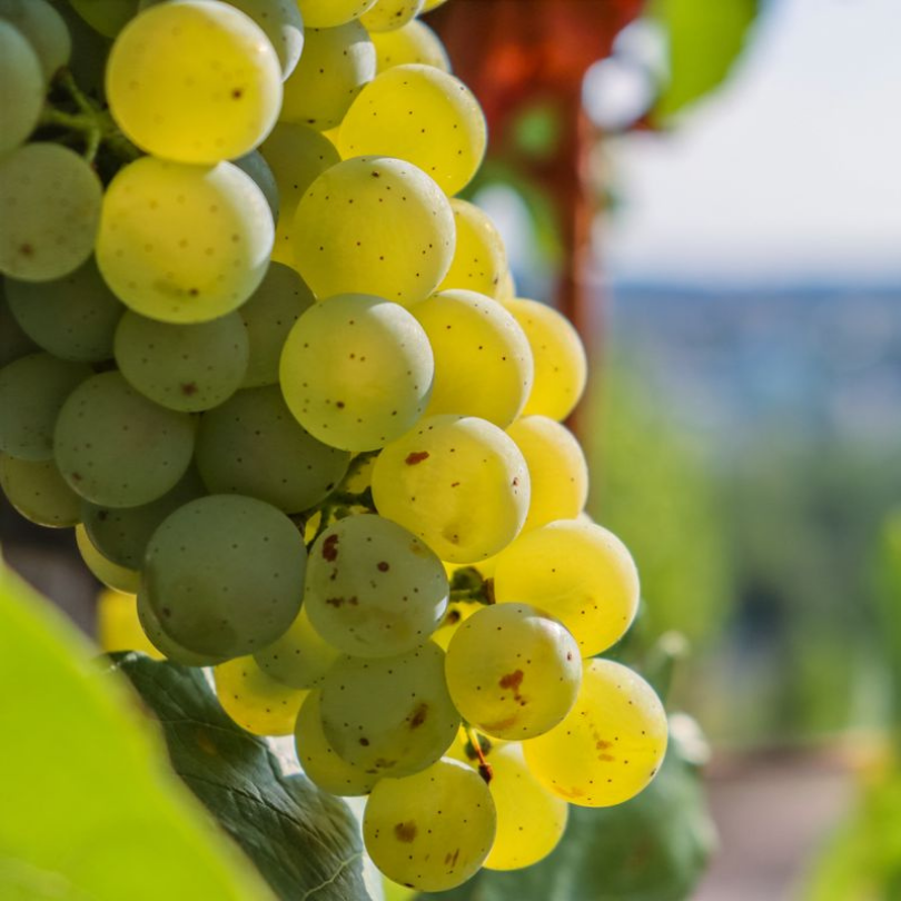 Vita de Vie Regina Viilor, Vitis Vinifera, pentru masa si vin, alb