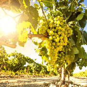 Vita de Vie Regina Viilor, Vitis Vinifera, pentru masa si vin, alb