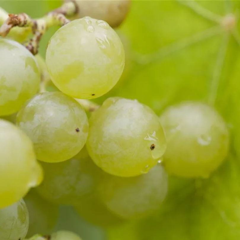 Vita de Vie Regal Bianca, Vitis Vinifera, fara samburi, alb