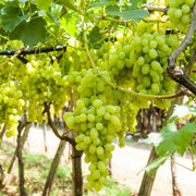 Vita de Vie Regal Bianca, Vitis Vinifera, fara samburi, alb