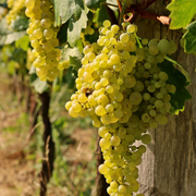 Vita de Vie Prosecco, Vitis Vinifera, pentru vin, alb