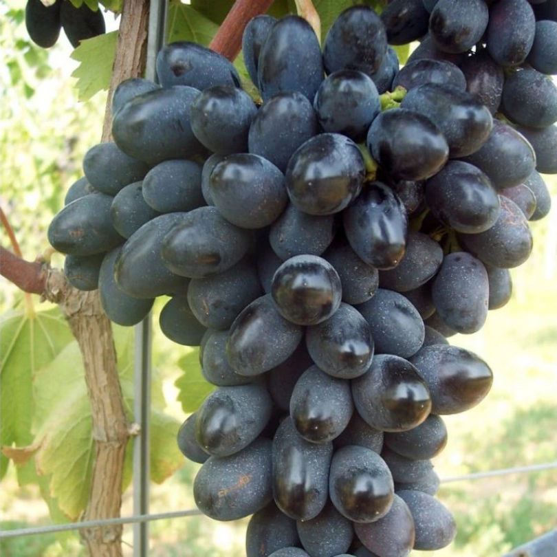 Vita de Vie Pizzutello Nero, Vitis Vinifera, pentru masa, negru