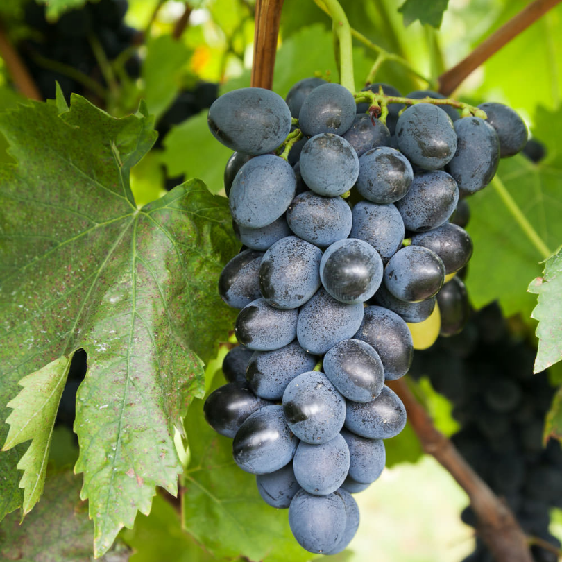 Vita de Vie Pizzutello Nero, Vitis Vinifera, pentru masa, negru
