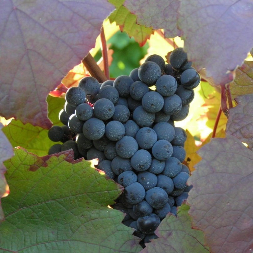 Vita de Vie Pinot Noir, Vitis Vinifera, pentru vin, negru