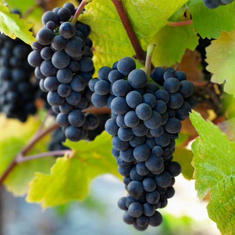 Vita de Vie Pinot Noir, Vitis Vinifera, pentru vin, negru
