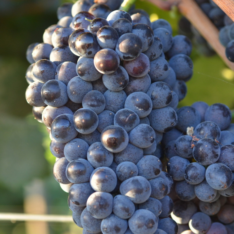 Vita de Vie Pinot Noir, Vitis Vinifera, pentru vin, negru