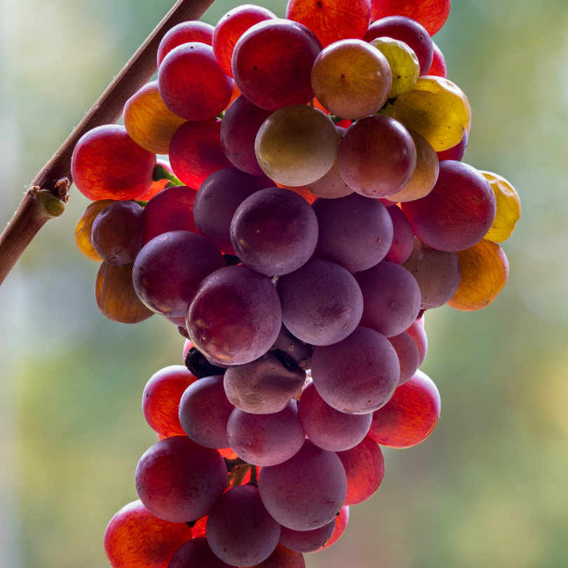 Vita de Vie Pinot Gris, Vitis Vinifera, pentru vin, rosu