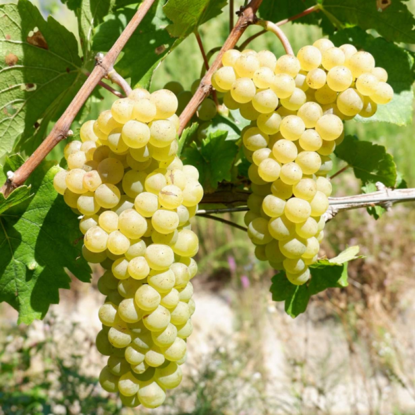 Vita de Vie Pinot Blanc, Vitis Vinifera, pentru vin, alb
