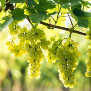 Vita de Vie Pinot Blanc, Vitis Vinifera, pentru vin, alb