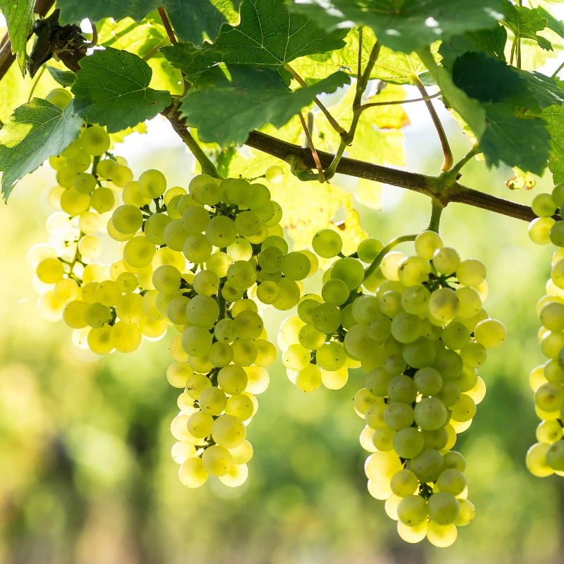 Vita de Vie Pinot Blanc, Vitis Vinifera, pentru vin, alb