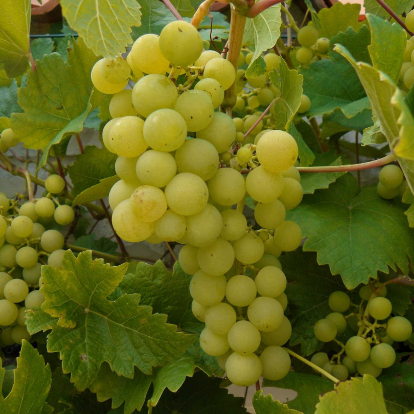 Vita de Vie Noah, Vitis Vinifera, pentru vin, alb