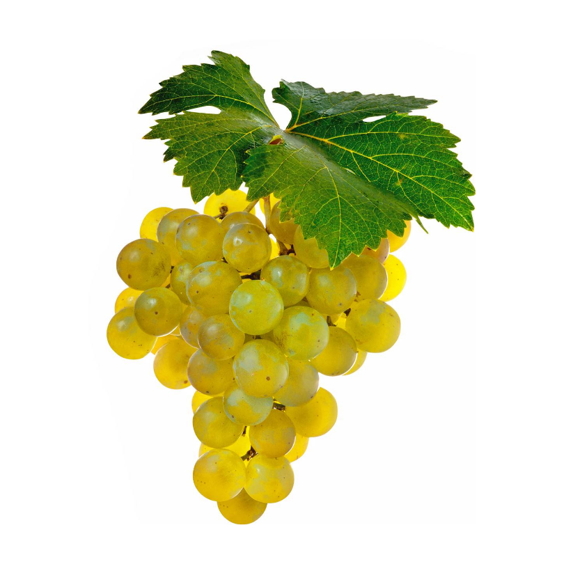 Vita de Vie Noah, Vitis Vinifera, pentru vin, alb