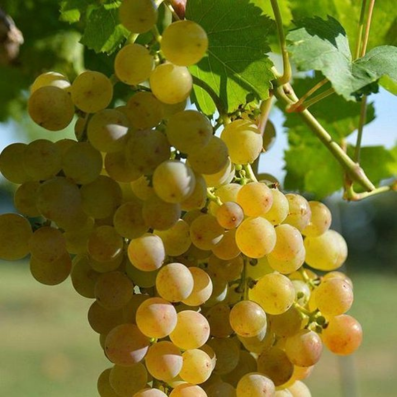 Vita de Vie Muscat, Vitis Vinifera, pentru vin, alb