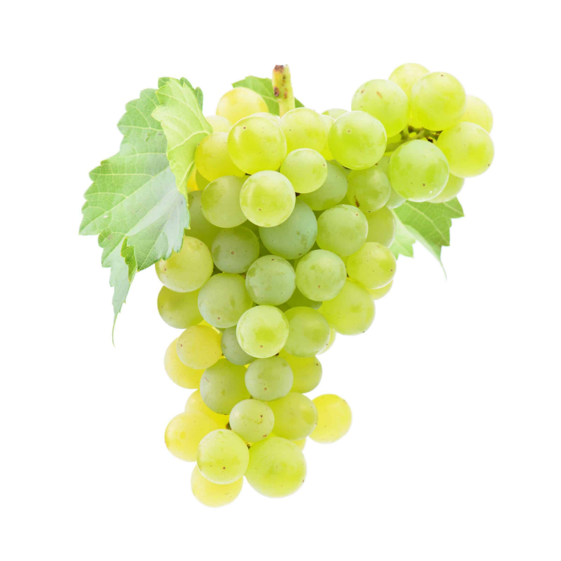 Vita de Vie Muscat Ottonel, Vitis Vinifera, pentru vin, alb