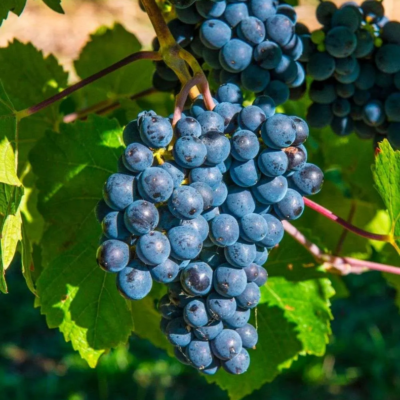 Vita de Vie Muscat de Hamburg, Vitis Vinifera Zibibbo Nero, pentru masa, negru