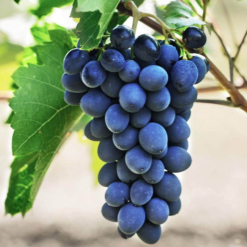 Vita de Vie Muscat D'Adda, Vitis Vinifera, pentru masa, negru