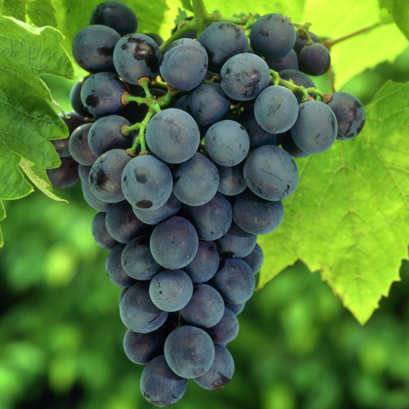 Vita de Vie Muscat D'Adda, Vitis Vinifera, pentru masa, negru