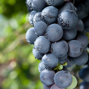 Vita de Vie Muscat D'Adda, Vitis Vinifera, pentru masa, negru