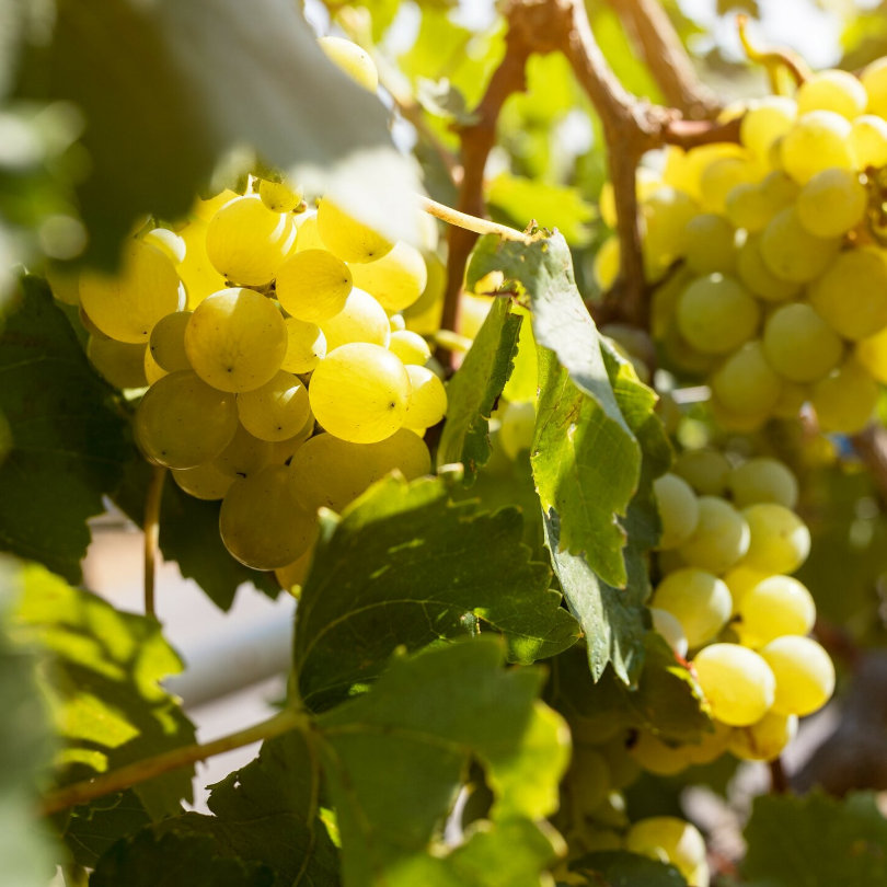 Vita de Vie Moscato Giallo, Vitis Vinifera, pentru vin, alb
