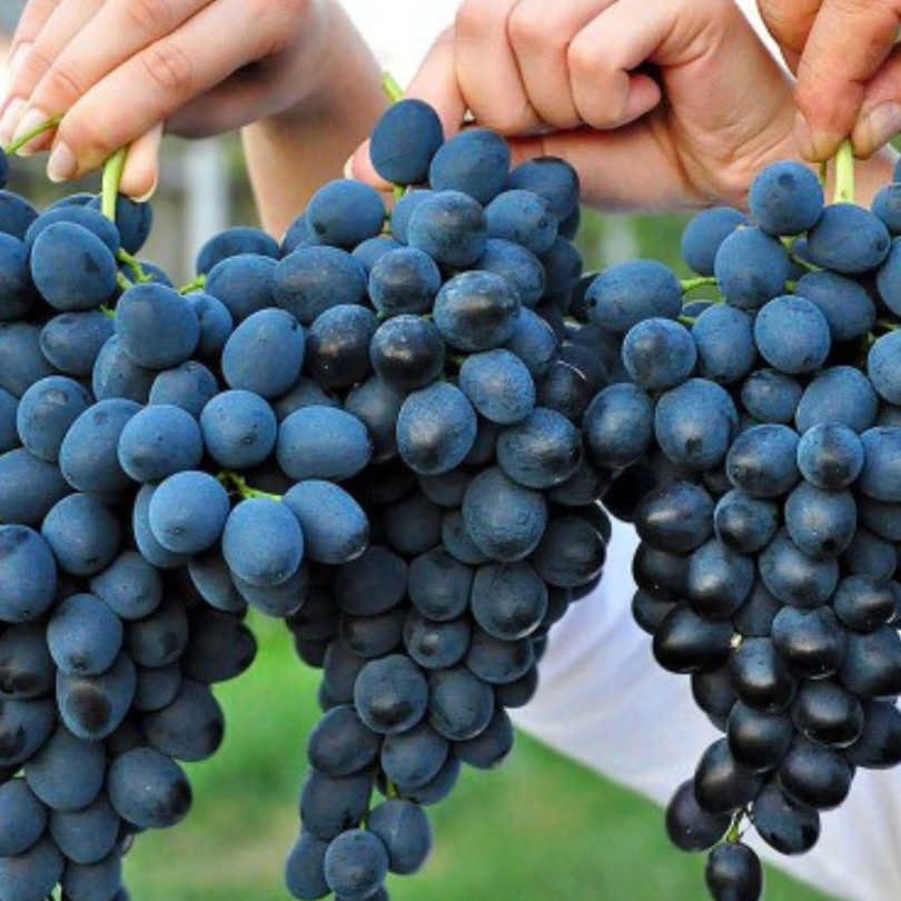 Vita de Vie Moldova, Vitis Vinifera, pentru masa, negru