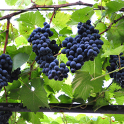 Vita de Vie Moldova, Vitis Vinifera, pentru masa, negru