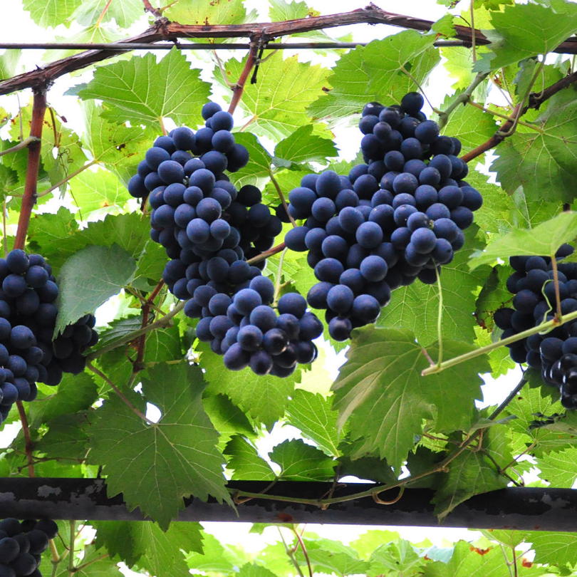 Vita de Vie Moldova, Vitis Vinifera, pentru masa, negru