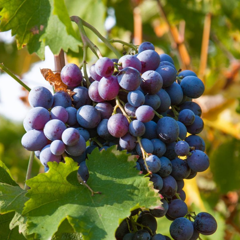 Vita de Vie Merlot, Vitis Vinifera, pentru vin, negru