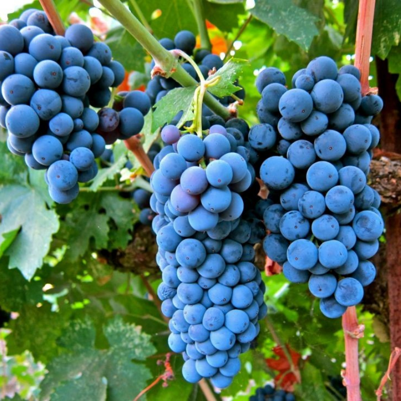 Vita de Vie Merlot, Vitis Vinifera, pentru vin, negru