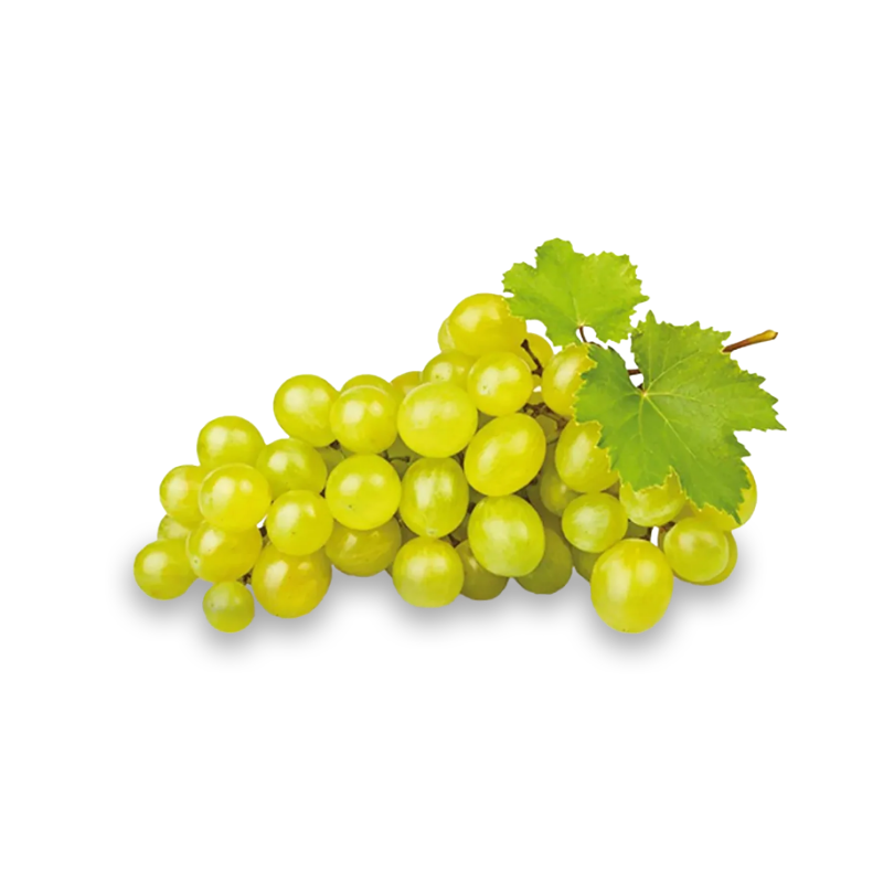 Vita de Vie Lugliola, Vitis Vinifera, pentru masa, alb