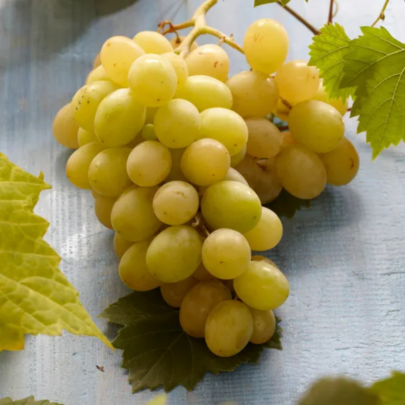 Vita de Vie Lugliola, Vitis Vinifera, pentru masa, alb