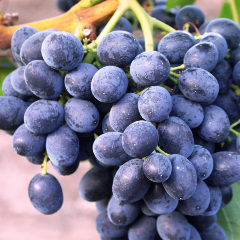 Vita de Vie Lattuario Nero, Vitis Vinifera, pentru masa, negru